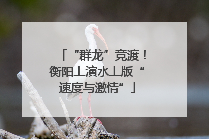 “群龙”竞渡！衡阳上演水上版“速度与激情”