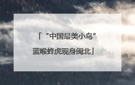 “中国最美小鸟”蓝喉蜂虎现身闽北