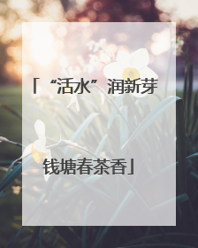 “活水”润新芽 钱塘春茶香