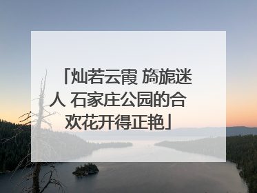 灿若云霞 旖旎迷人 石家庄公园的合欢花开得正艳