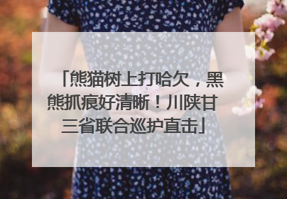 熊猫树上打哈欠，黑熊抓痕好清晰！川陕甘三省联合巡护直击