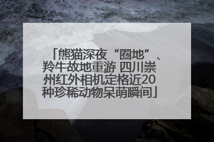 熊猫深夜“圈地”、羚牛故地重游 四川崇州红外相机定格近20种珍稀动物呆萌瞬间