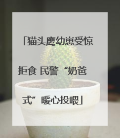 猫头鹰幼崽受惊拒食 民警“奶爸式”暖心投喂