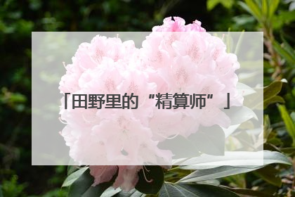 田野里的“精算师”