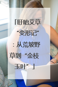 盱眙艾草“变形记”：从荒坡野草到“金枝玉叶”