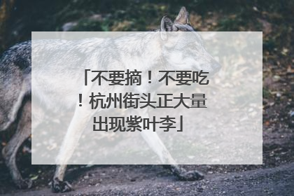 不要摘！不要吃！杭州街头正大量出现紫叶李