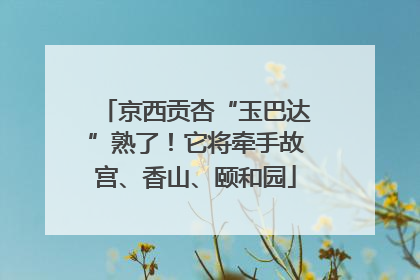 京西贡杏“玉巴达”熟了！它将牵手故宫、香山、颐和园