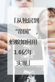 从独居到“帝国”，蚂蚁如何用1.6亿年实现