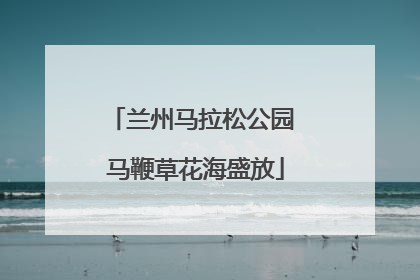 兰州马拉松公园 马鞭草花海盛放