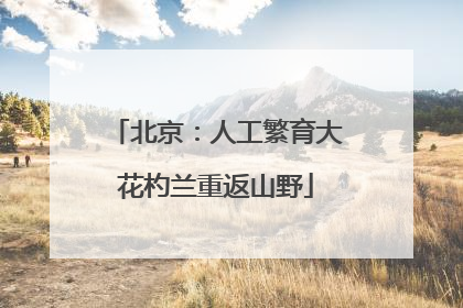 北京：人工繁育大花杓兰重返山野