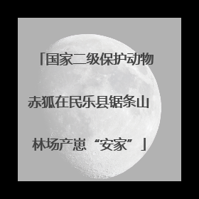 国家二级保护动物赤狐在民乐县锯条山林场产崽“安家”