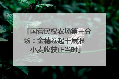 国营民权农场第三分场：金穗卷起千层浪 小麦收获正当时