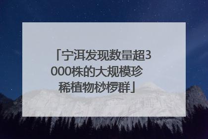 宁洱发现数量超3000株的大规模珍稀植物桫椤群