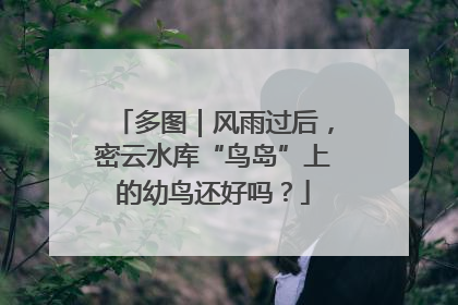 多图｜风雨过后，密云水库“鸟岛”上的幼鸟还好吗？