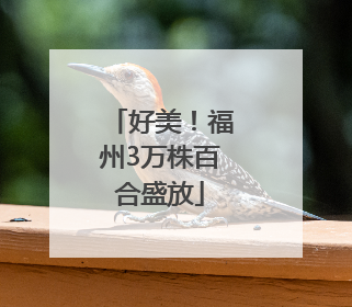 好美！福州3万株百合盛放