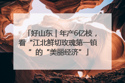 好山东｜年产6亿枝，看“江北鲜切玫瑰第一镇”的“美丽经济”