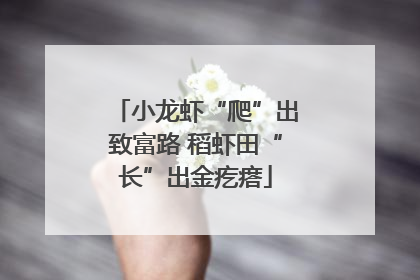 小龙虾“爬”出致富路 稻虾田“长”出金疙瘩