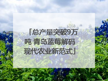 总产量突破9万吨 青岛蓝莓解码现代农业新范式