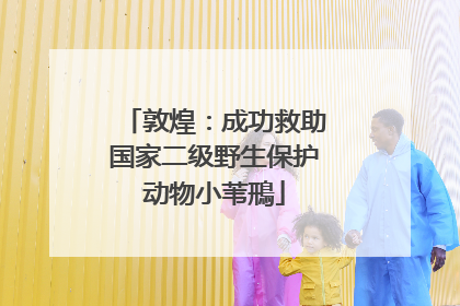 敦煌：成功救助国家二级野生保护动物小苇鳽