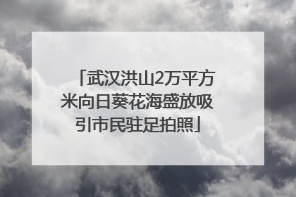 武汉洪山2万平方米向日葵花海盛放吸引市民驻足拍照