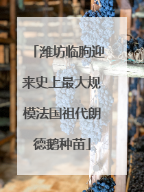潍坊临朐迎来史上最大规模法国祖代朗德鹅种苗