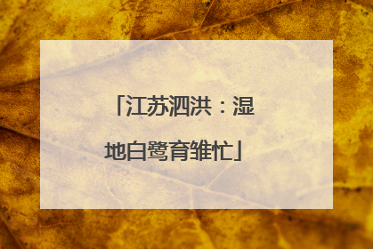江苏泗洪：湿地白鹭育雏忙