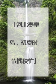 河北秦皇岛：初夏时节插秧忙