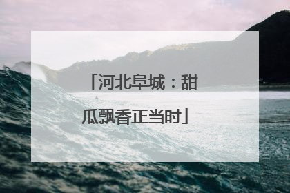 河北阜城：甜瓜飘香正当时