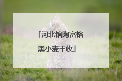 河北馆陶富铬黑小麦丰收