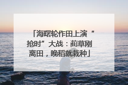海曙轮作田上演“抢时”大战：蔺草刚离田，晚稻就栽种