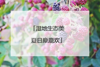 湿地生态美 夏日麋鹿欢