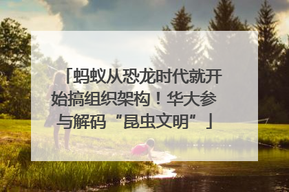 蚂蚁从恐龙时代就开始搞组织架构！华大参与解码“昆虫文明”