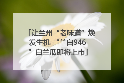 让兰州“老味道”焕发生机 “兰白946”白兰瓜即将上市