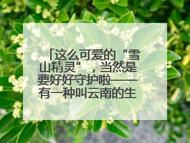 这么可爱的“雪山精灵”，当然是要好好守护啦——有一种叫云南的生活之365天