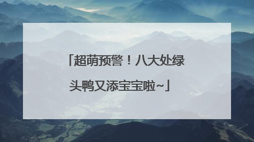 超萌预警！八大处绿头鸭又添宝宝啦~