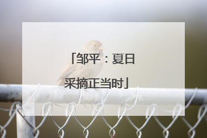 邹平：夏日采摘正当时