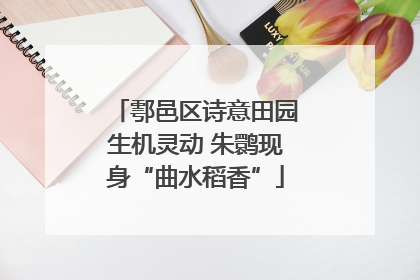 鄠邑区诗意田园生机灵动 朱鹮现身“曲水稻香”