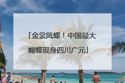 金裳凤蝶！中国最大蝴蝶现身四川广元