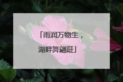 雨润万物生，湖畔舞翩跹