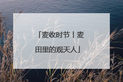 麦收时节丨麦田里的观天人