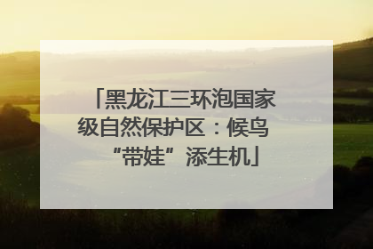 黑龙江三环泡国家级自然保护区：候鸟“带娃”添生机