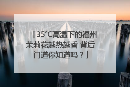 35℃高温下的福州茉莉花越热越香 背后门道你知道吗？